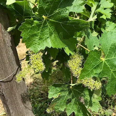 Chateau Regaldo-saint Blancard