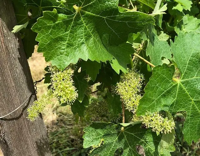 Chateau Regaldo-saint Blancard